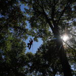 Climbers scale St. Louis trees during international tree climbing competition
