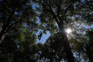 Climbers scale St. Louis trees during international tree climbing competition