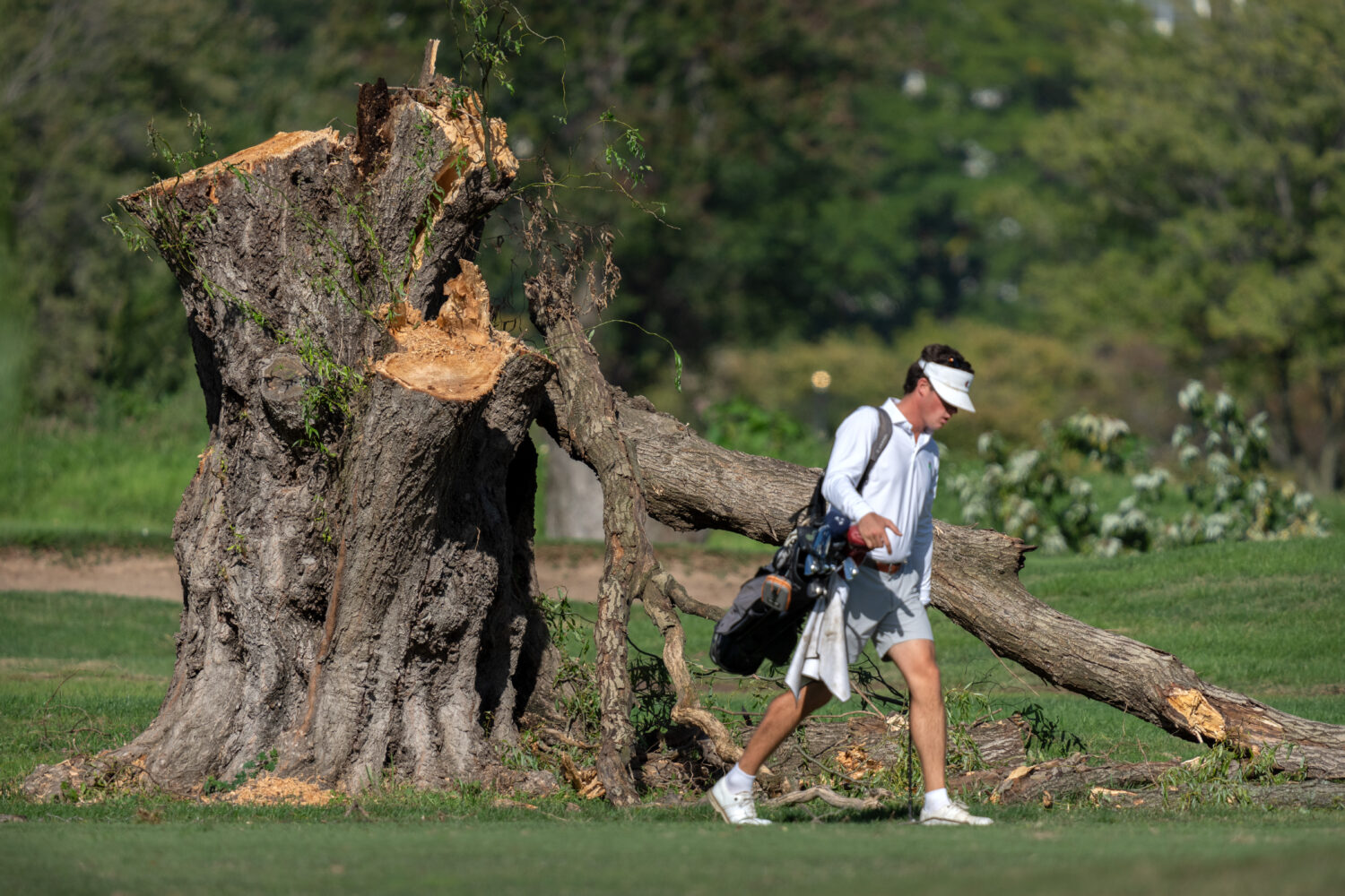 A golfer walks past the stump of a large tree at the East Potomac Golf Links, Monday, Oct. 12, 2026...