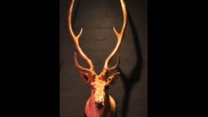 Tempe bar offering reward after man steals elk head