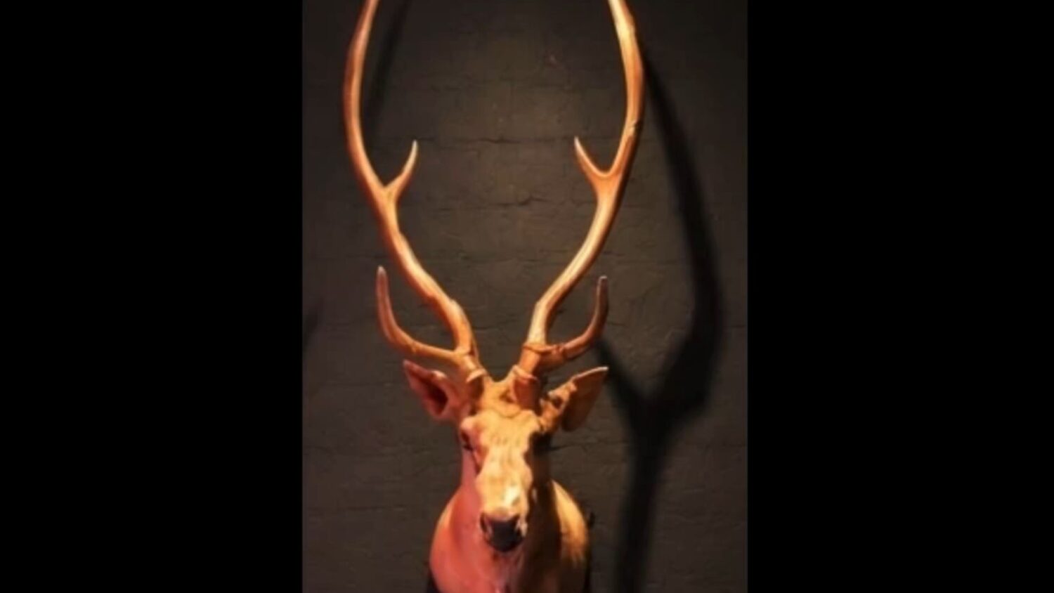 A Tempe bar is offering a reward after a man stole an elk head from inside the local business. (Scr...