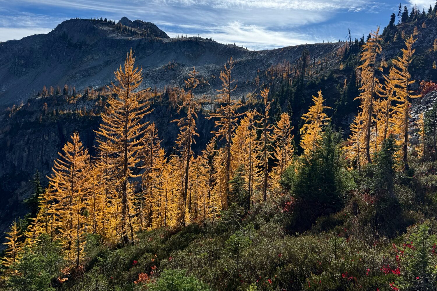 In this photo taken with a phone, golden larches glow in the sunlight in Okanogan-Wenatchee Nationa...