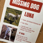 Search for missing pup in Yellowstone under pressure as winter nears