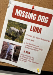 Search for missing pup in Yellowstone under pressure as winter nears