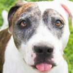 All pet adoptions free at Arizona Humane Society for 1 day