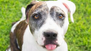 All pet adoptions free at Arizona Humane Society for 1 day