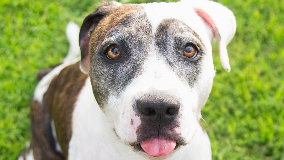 The Arizona Humane Society is offering free adoptions for all 350 adoptable pets across its three l...