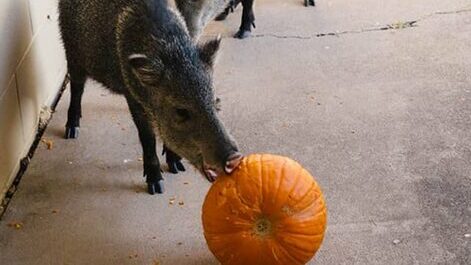 While it may be fun to go all out for Halloween, Arizona wildlife officials are warning the public ...
