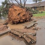 massive tree fell at overgaard baptist church after arizona storm