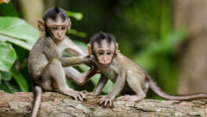 Arizona man pleads guilty to charges related to monkey torture videos
