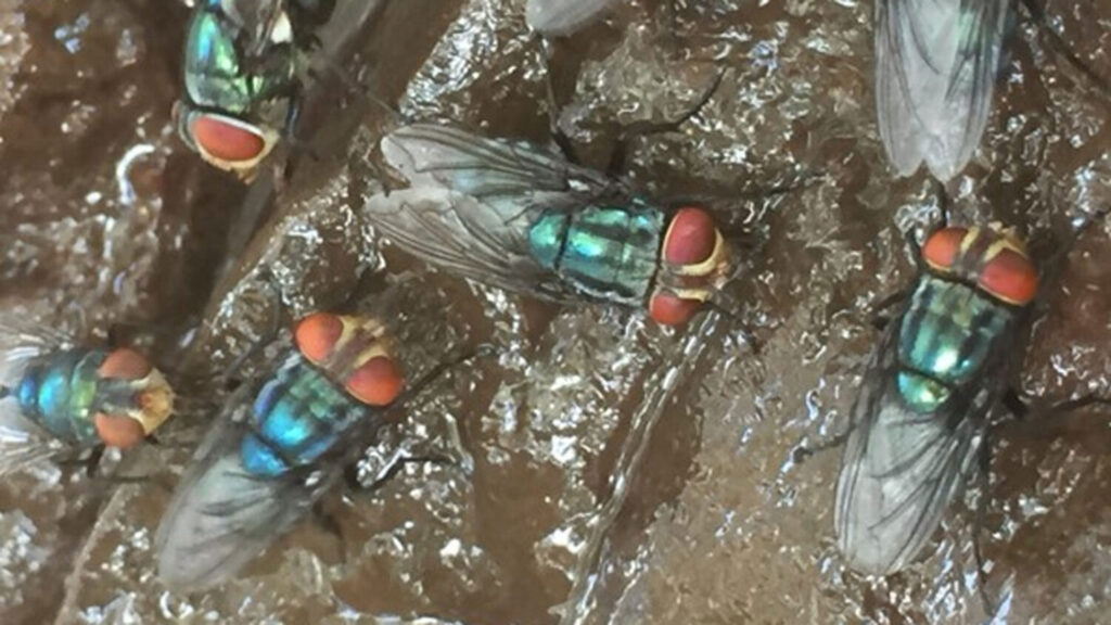The first animal case of New World screwworm in Arizona has been confirmed. (USDA photo)