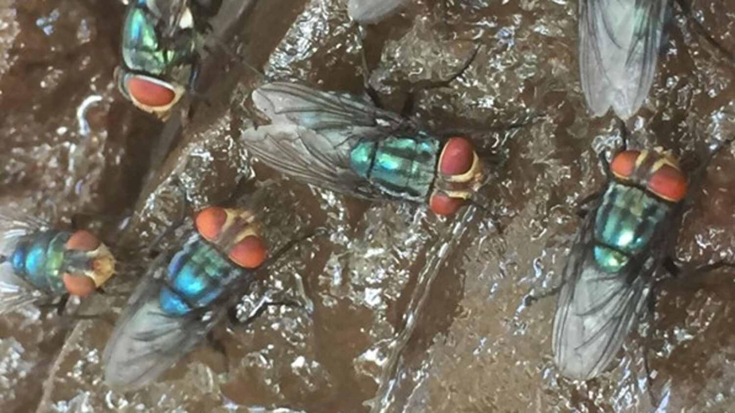 The first animal case of New World screwworm in Arizona has been confirmed. (USDA photo)...
