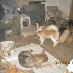 Extreme animal hoarding case in Pinal County
Pinal County Animal Care & Control responded to an extreme animal hoarding case south of Maricopa.
Read the full story by clicking here.