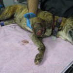 Animal abuse charges filed after dog chews off own leg
A woman who allowed her dog to chew off a portion of its own leg and left the wound untreated for months has been charged with animal abuse, police said.
Read the full story by clicking here.