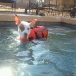Miles is shown in water therapy. (Panacea Animal Wellness Sanctuary)