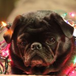 Vader, one of the Thompson Pugs, even loves the holidays and dressing up. (Photo: Ashlynn Green, Screamo Productions)