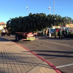 The tallest Christmas tree in the country arrived for display at the Outlets at Anthem Oct. 25, 2012. The fir tree is 110 feet high and spent four days making the trip from northern California.(Photo: Aaron Granillo/KTAR)