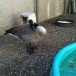 A duck at Liberty Wildlife's facility is shown. (Christina Estes/KTAR)