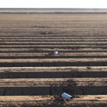Cans containing marijuana that were fired from a cannon litter a field near Yuma, Ariz. (U.S. Customs and Border Protection)