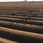 Cans containing marijuana that were fired from a cannon litter a field near Yuma, Ariz. (U.S. Customs and Border Protection)