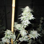 A marijuana plant found in a grow house is shown. (Tempe Police Department)