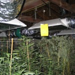 Marijuana plants found in a grow house are shown. (Tempe Police Department)