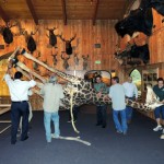 The giraffe being carried to its display area in the museum. (Photo: International Wildlife Museum)