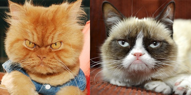 Look out, Grumpy Cat: Garfi 'angry cat' photos go viral