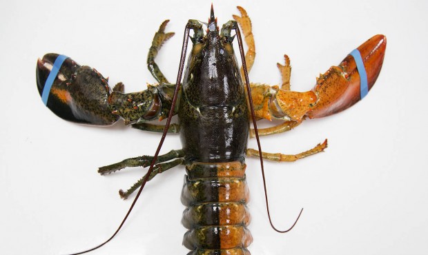 n A Monday, July 6, 2015 photo shows a rare orange-brown split colored lobster that arrived recentl...