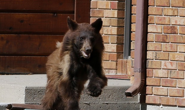 n A black bear runs through the front yard of a home Wednesday afternoon, May 27, 2015 in Casper, W...