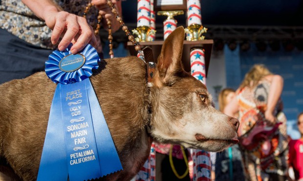 Quasi Modo wins top honors in the World’s Ugliest Dog Contest at the Sonoma-Marin Fair on Fri...