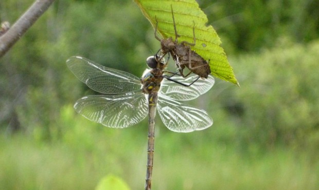 In this 2015 photo provided by Daniel Soluk, an adult Hine’s emerald dragonfly hangs from the...