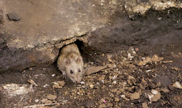 FILE – In this Dec. 12, 2005 file photo, a rat comes briefly out of its hole at a subway stop...