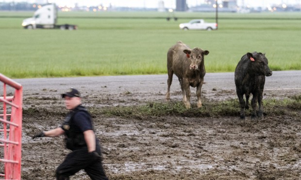 A Sedgwick County Animal Control worker scrambles to corral cattle along Kansas 96 near Maize, Kan....