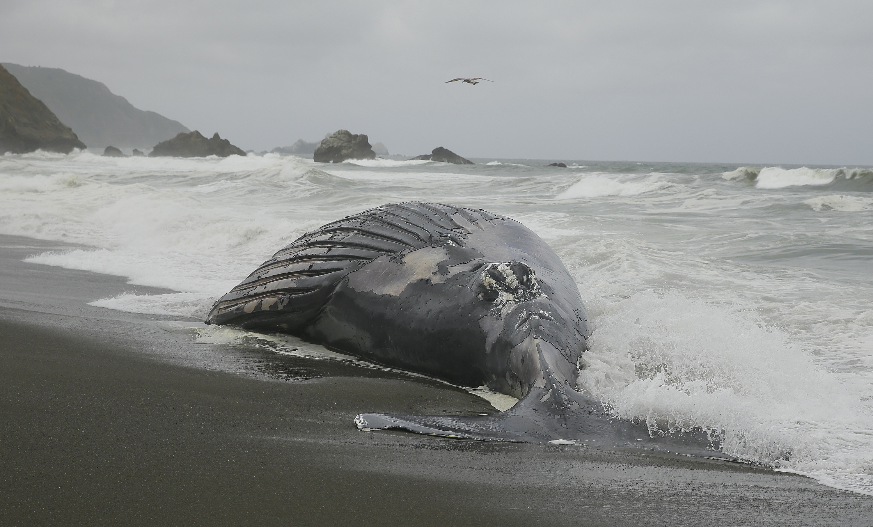 Почему киты выбрасываются на берегу. Киты выбрасываются на берег.