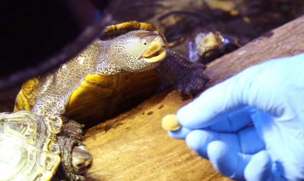 In this May 23, 2015 photo, turtle advocate Karen Testa feeds diamondback terrapins at her group&#8...