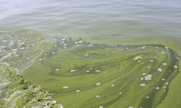 FILE- This Aug. 3, 2014 file photo shows Algae near the City of Toledo water intake crib, in Lake E...