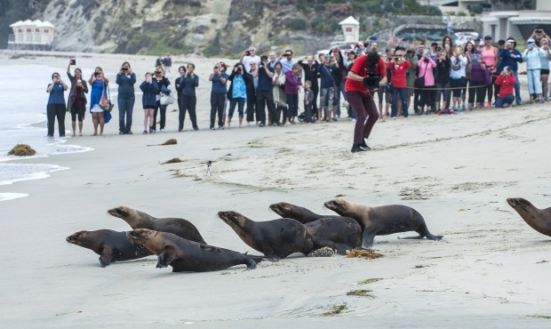 As a crowd looks on, sea lions injured by chlorine contamination at a rehab center are released in ...