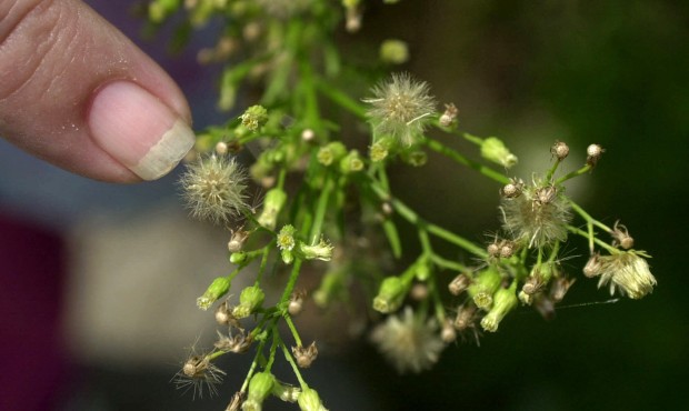 FILE – In this Aug. 14, 2001 file photo, pollen on a ragweed plant in is seen Newark, N.J. A ...