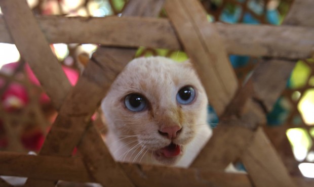 In this July 2, 2015 photo, a caged cat, a part of rural Thai ceremonies praying for rain, looks ou...
