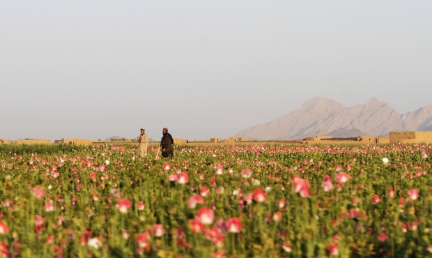 In this Saturday, April 11, 2015 photo, Afghan farmers harvest raw opium at a poppy field in Kandah...