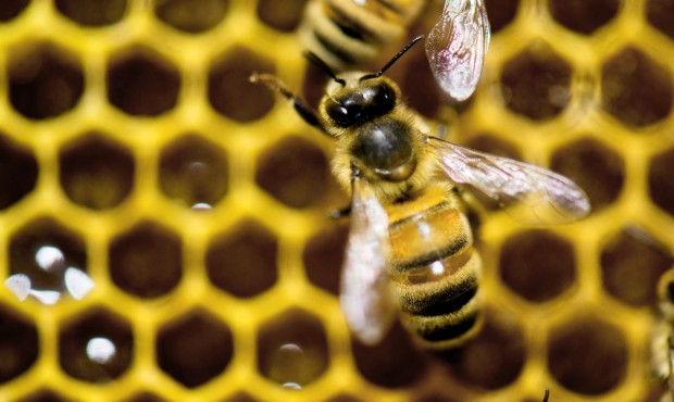 n FILE – In this Jan. 28, 2014, file photo, a hive of honeybees appears on display at the Ver...