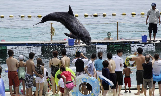 FILE – In this photo Aug. 15, 2010 file photo, Shiro, a Risso’s dolphin, jumps in front...