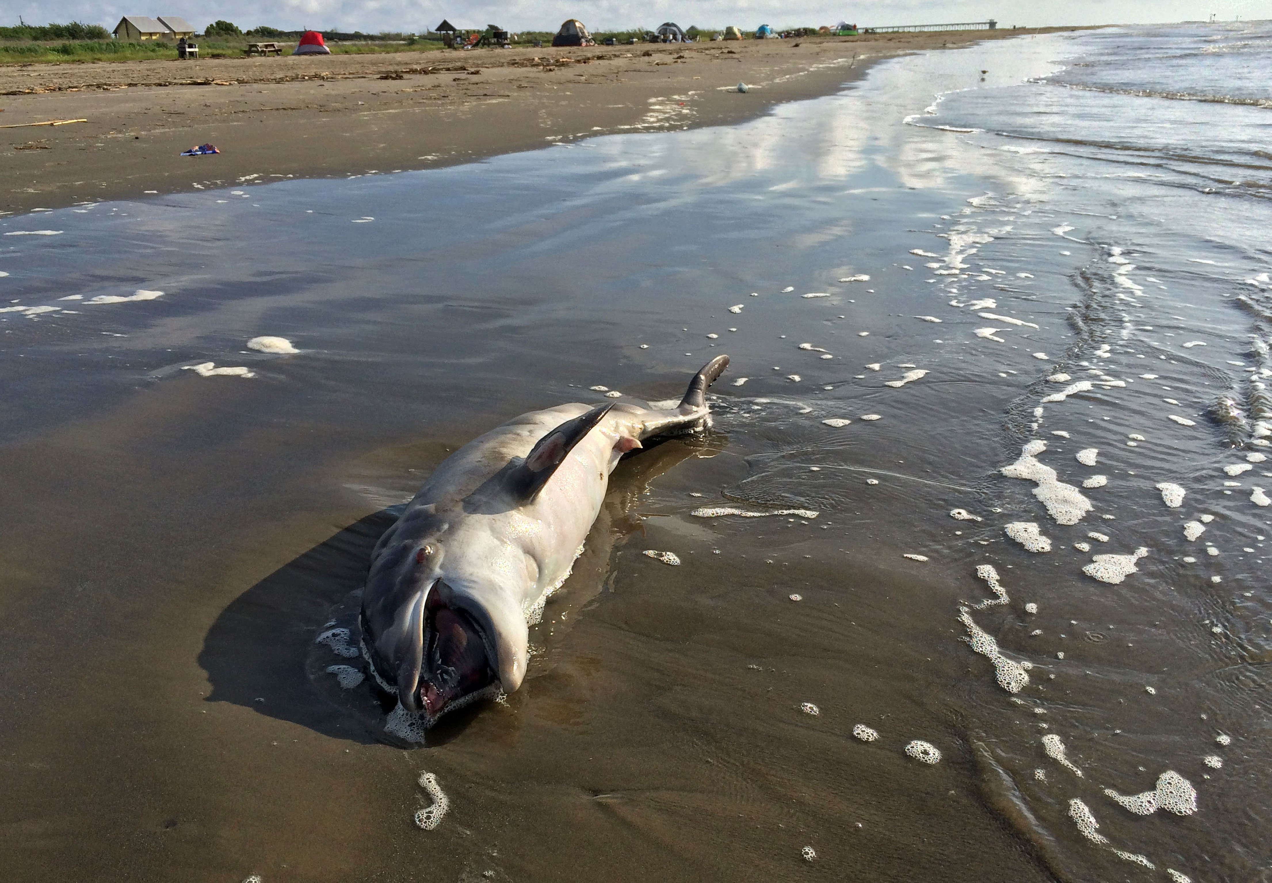 Рыба страдает. Загрязнение океана. Загрязнение океана нефтью. Последствия загрязнения океана.