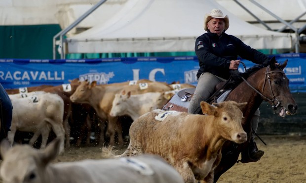 Tonino Mastrostefano sorts cattle during the team penning Masseria Cup in Piane Vomano on the outsk...